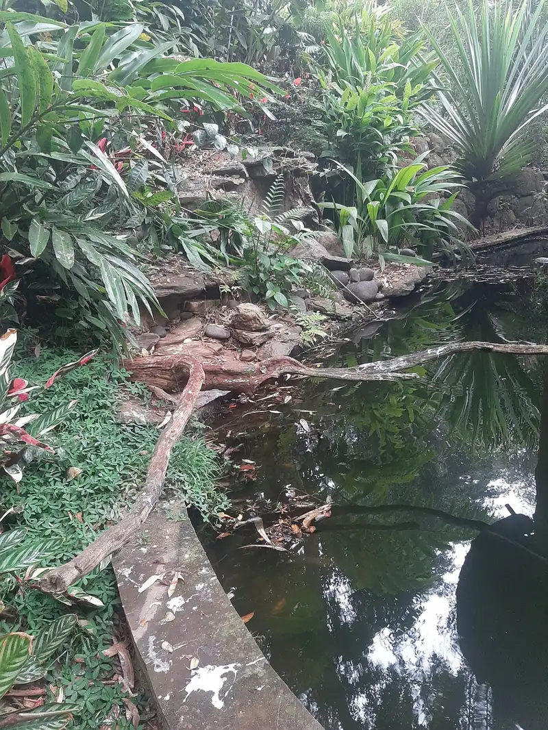 Still pond edged with stone and tropical planting
