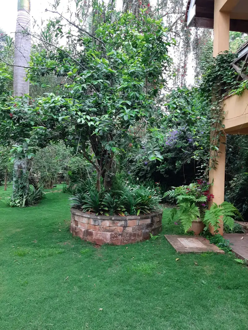 A tree in a raised stone planter on a lawn, surrounded by ferns and shrubs