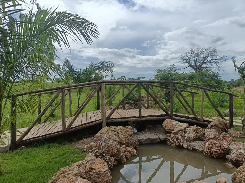 Arched timber bridge over a rock-lined stream with palms and a baobab, Kilifi park
