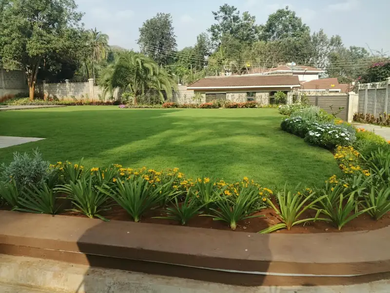 A broad manicured lawn framed by beds of yellow coreopsis and agapanthus in morning light
